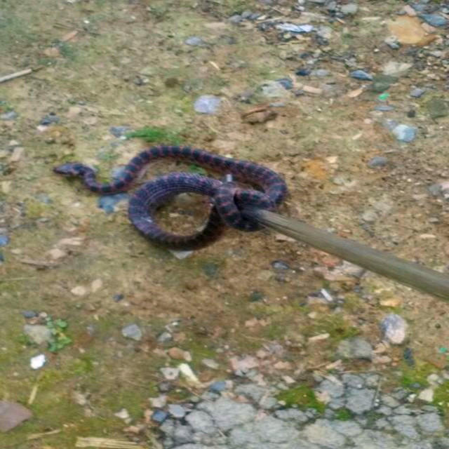 47 inch snake tongs /snake catcher/Reptiles Handling Tools /Reptiles Catcher with