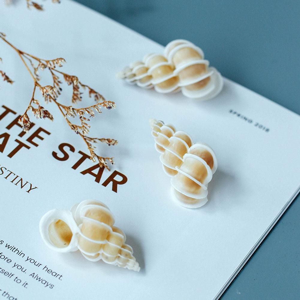 Chishi Snail Specimen Conch Shell White Collection Use A2P5