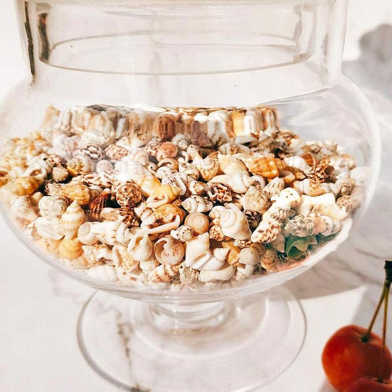 Concha de mar pequeña, conchas de playa artesanales, alrededor de 1300-1500