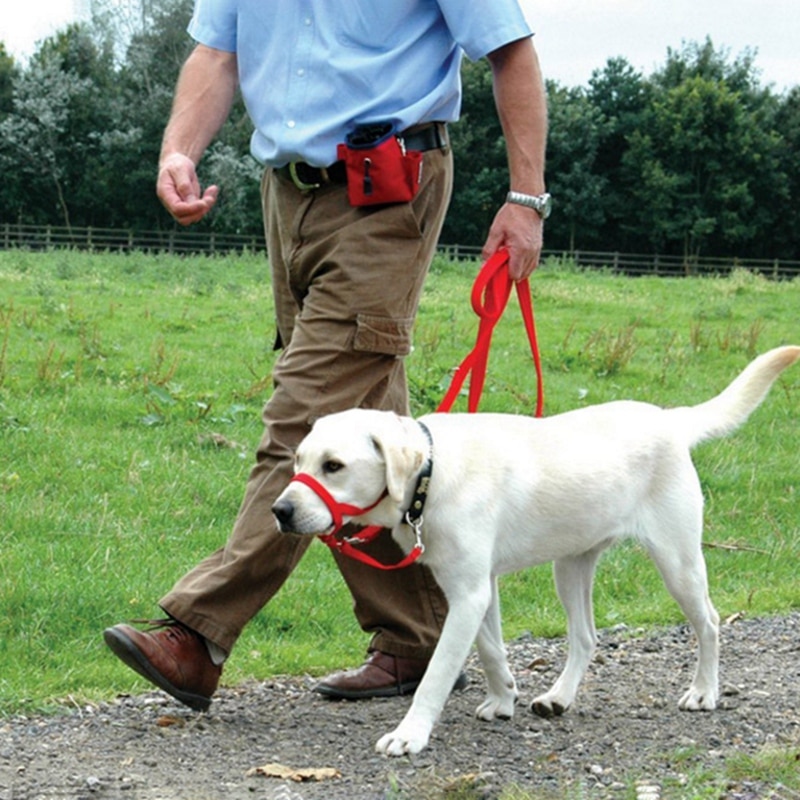 Hund kæledyr hund polstret hovedkrave blid grime snor leder stop med at trække træningsmundkurve værktøjer