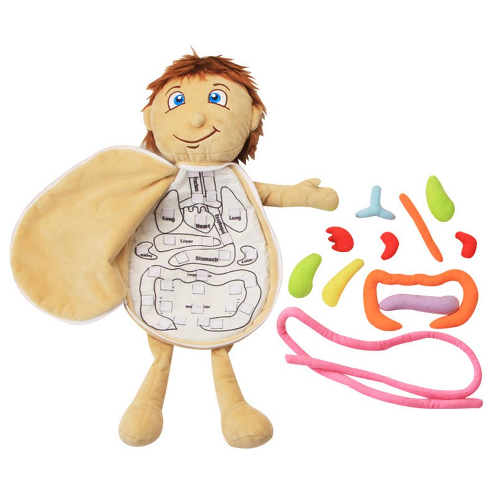 Kids Human Plush Model Anatomy Doll Boy And Girl Human Structure Cognition Educational Soft Toy For Preschool Toys
