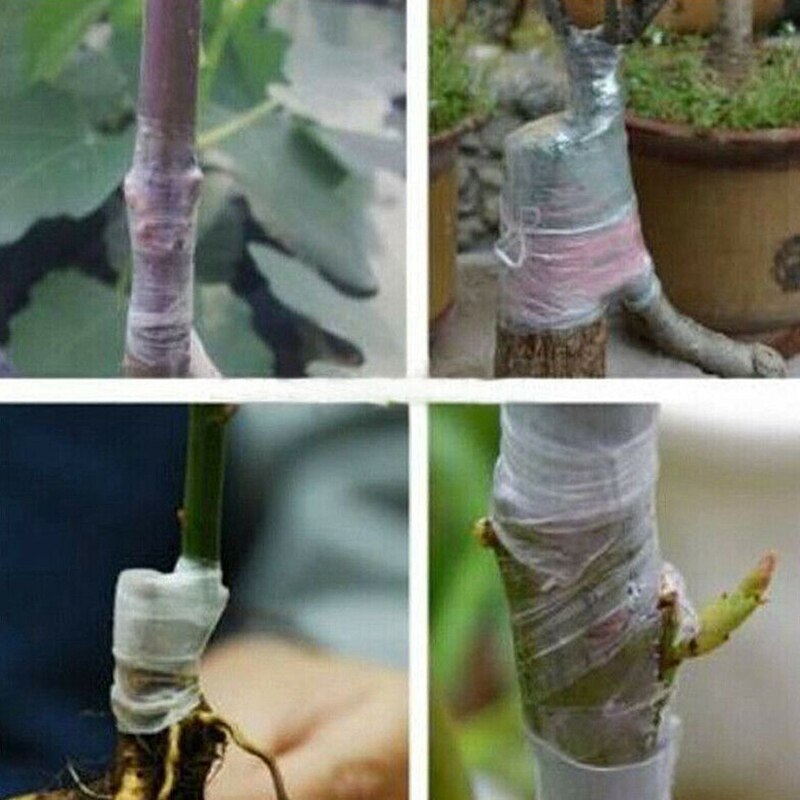 Rollo de cinta transparente para Injerto de jardín, cintas autoadhesivas para Injerto de plantas y árboles frutales, 5 uds.