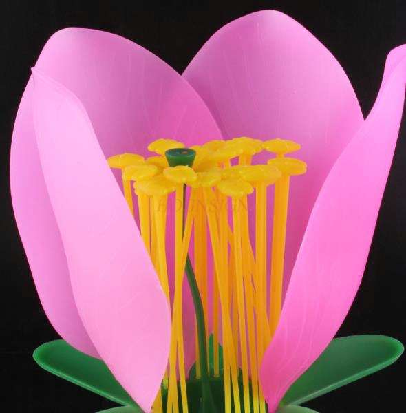 Peach Blossom Model Pistil Enlargement Model Five-petal Ovary Stamen Enlarged Flower Structure Peach Blossom Anatomy Model