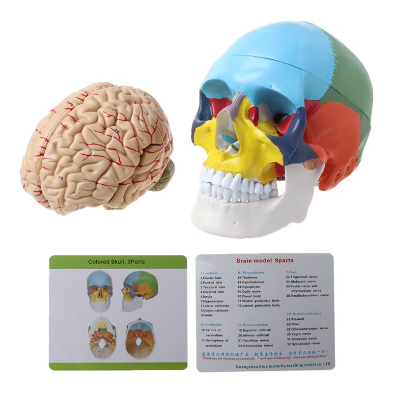 Maßstechen 1:1 Bunte Menschliches Erwachsene Kopf Modell mit Gehirn Stamm Anatomie Lehre Werkzeug Versorgung H55F