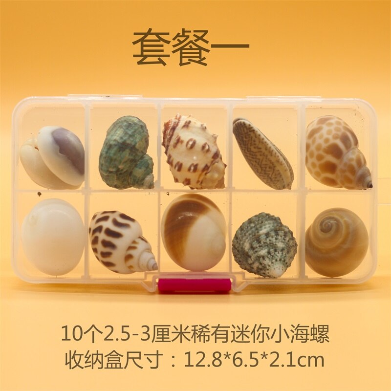 Natuurlijke Schelp Zeester Exemplaren Box Voor Kinderen Voorschoolse Mariene Biologie Populaire Wetenschap Decoratie Ambachten