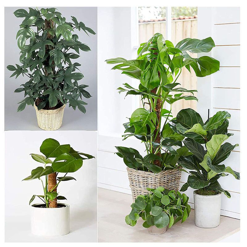 Klimpaal Plant Ondersteuning Indoor Klimplanten Staak