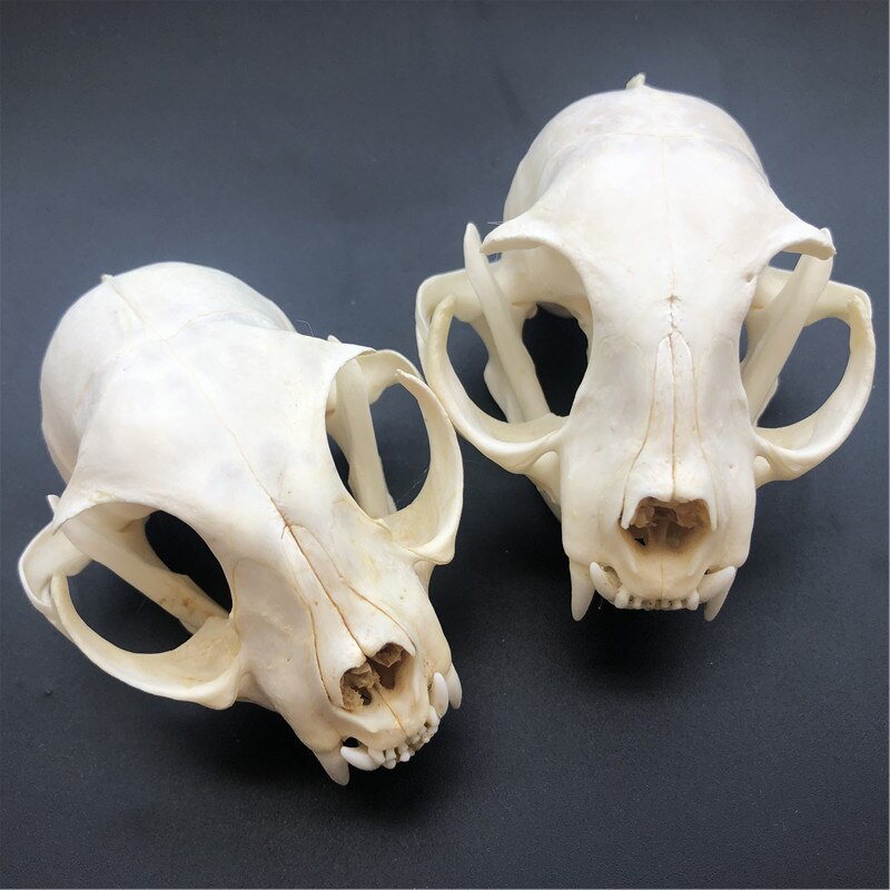1/2/3/5/10pcs Such as pictures real Animal Skull specimen: 2 pcs