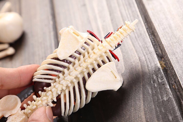 37 del samlet gennemsigtig menneskelig torso model human anatomi model 4d buste mandlig kropshoved muskuloskeletal anatomi videnskabsmodel