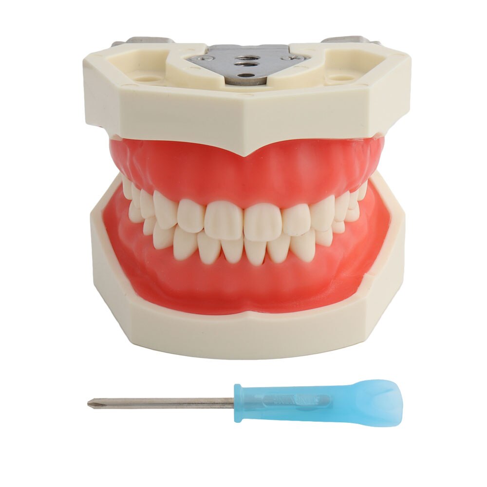 Dental Model Teeth Model Dental Teaching Model Standard Model with 32 Screw-in Teeths Demonstration Soft Hard Gum 28 24 Teeth: Teeth Model(28)