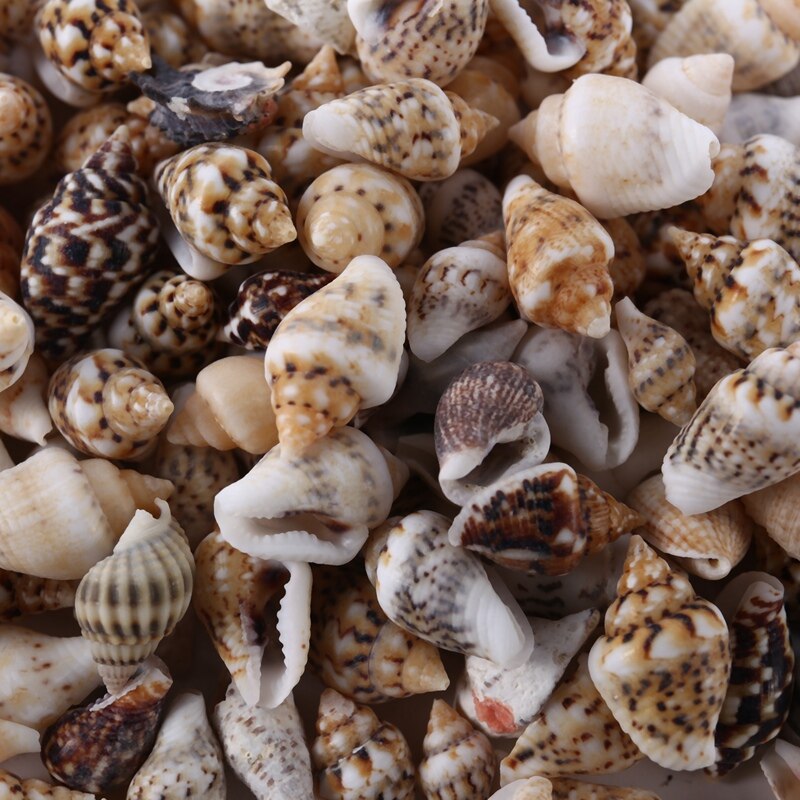 About 1300-1500 Tiny Sea Shell Ocean Beach Spiral Seashells Craft Charms 7-12mm for Candle Making,Home Decoration,Beach Theme Pa
