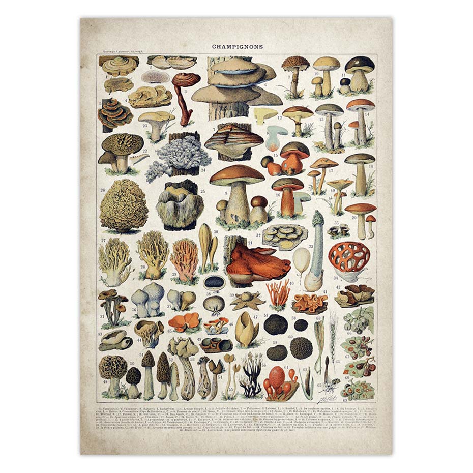 Vintage Adolphe Millot Encyclopedia Posters Butterfly Mushrooms Herbs Flowers Insect Classic Wall Stickers Vintage Poster: 42x30cm / Light Green
