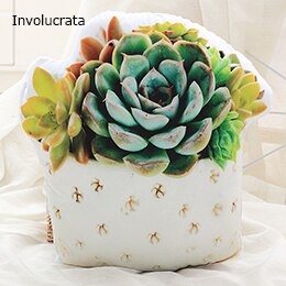 Planten Vormige Pluche Kussen Sofa Stoel Rij Decor Bloeiende Bal Cactus Aloë Goniopora Involucrata Vrienden Ht: Involucrata