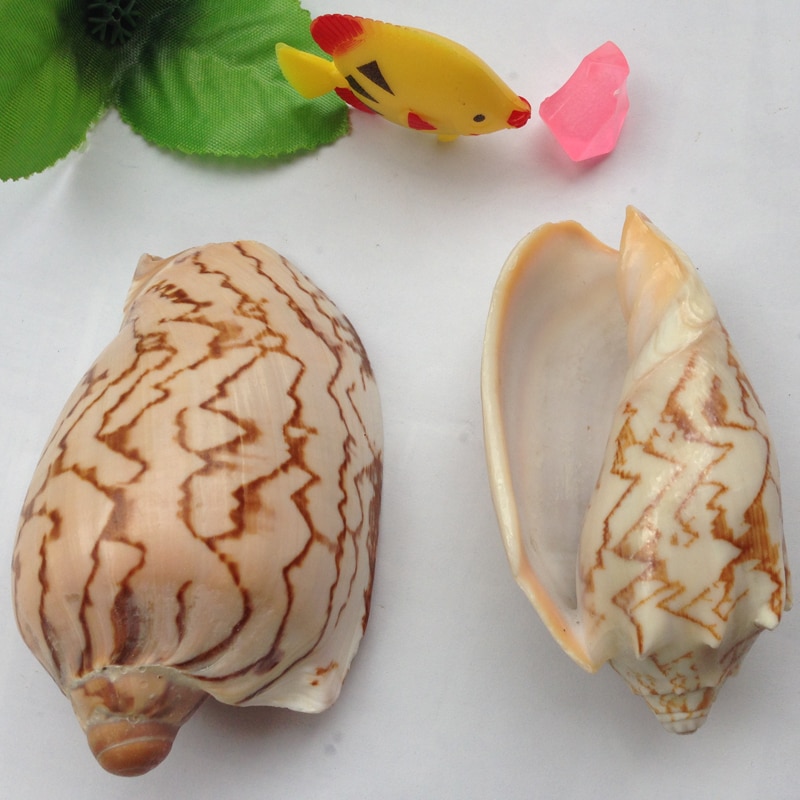 2 stks/partij Natuurlijke schelp landschap van slak 7-9 cm aquarium aquarium yangtz woondecoratie zee conch