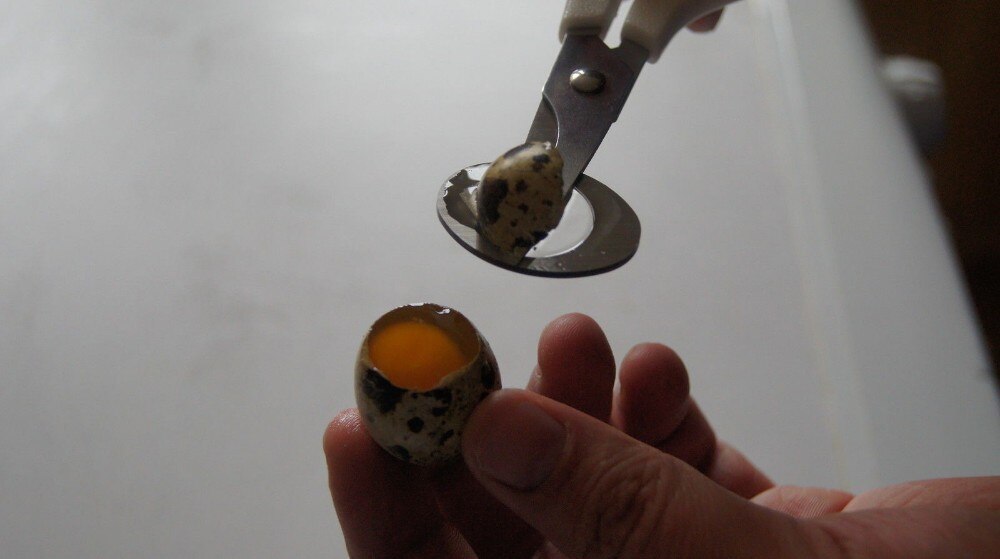 Vaktelegg saks vaktelegg saks vaktelegg egg