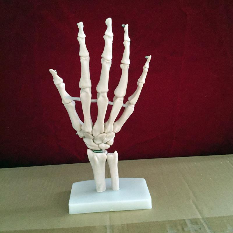 Hand gemeinsame skelett modell menschliches skelett modell vola Palme Skelett modell