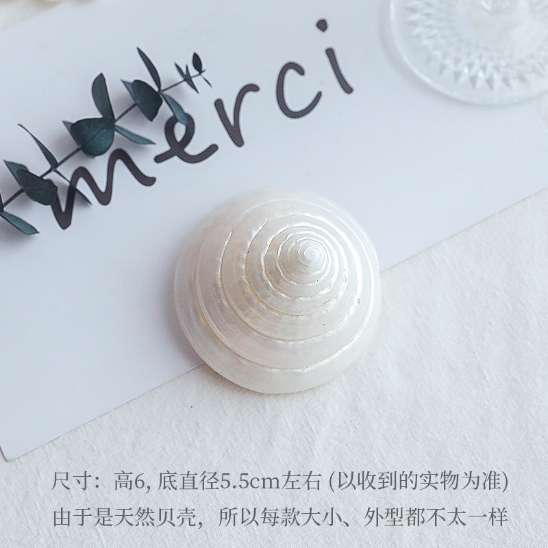Shell decoration photography accessories photography Retro Props Birthday Party decorations props: AC314