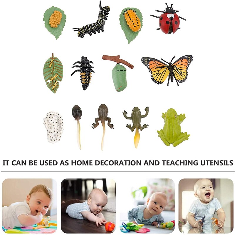 3 Sets Insect Figurines Life Cycle of Butterfly Frog Ladybug Safariology Growth Cycle Model Education Toy