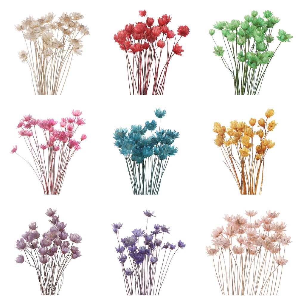 Flores secas frescas naturales de margaritas, ramo para la boda, decoración del hogar, Fondo de fotografía