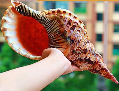 Coquilles d'escargot naturelles super larges, quatre escargots célèbres, escargots queue de phénix, escargots français, créatifs et décor de maison de ville porte-bonheur: Default Title