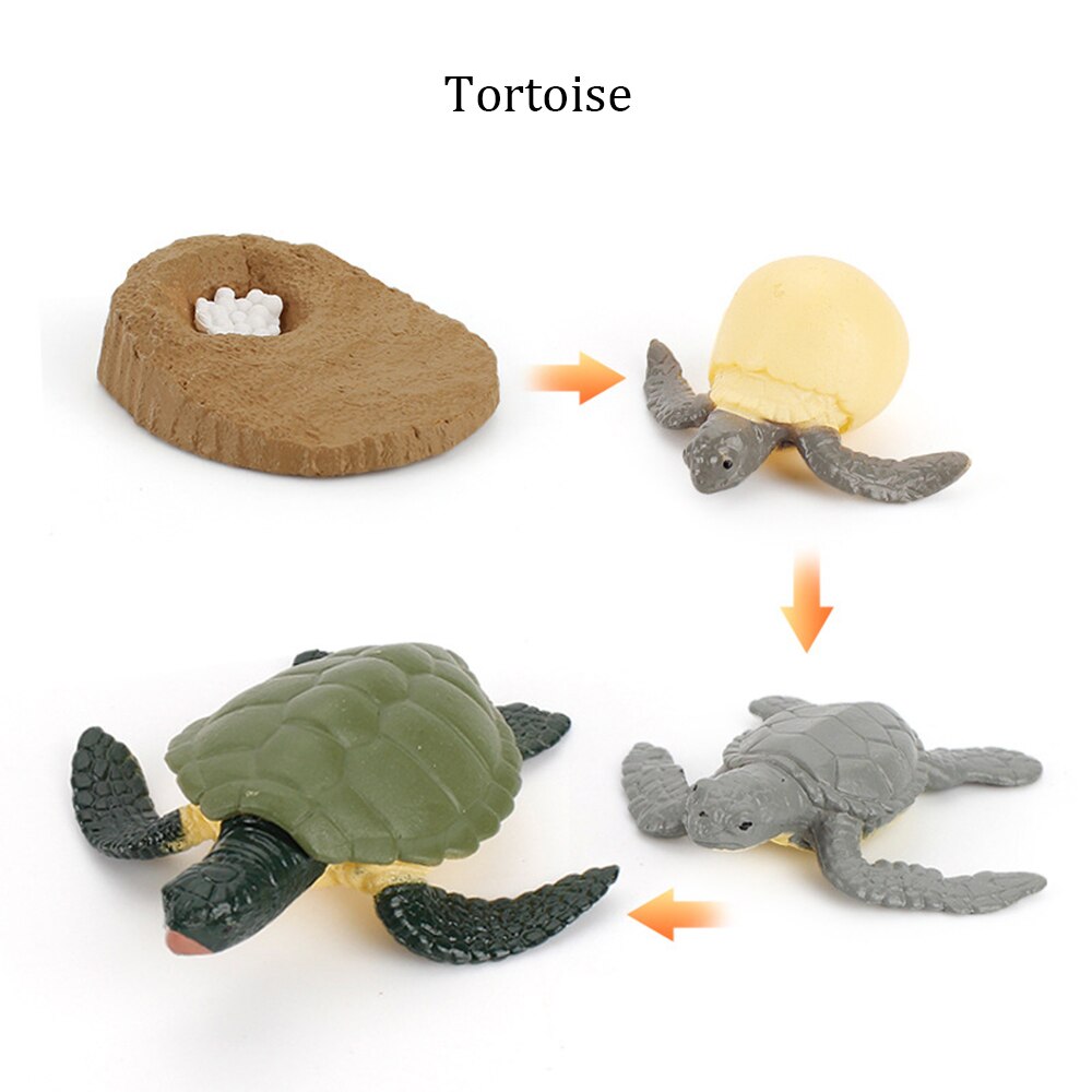 Simulation Animals Growth Cycle ButterflyLadybug Chicken Life Cycle Figurine Plastic Models Action Figures Educational Kids Toy: Tortoise