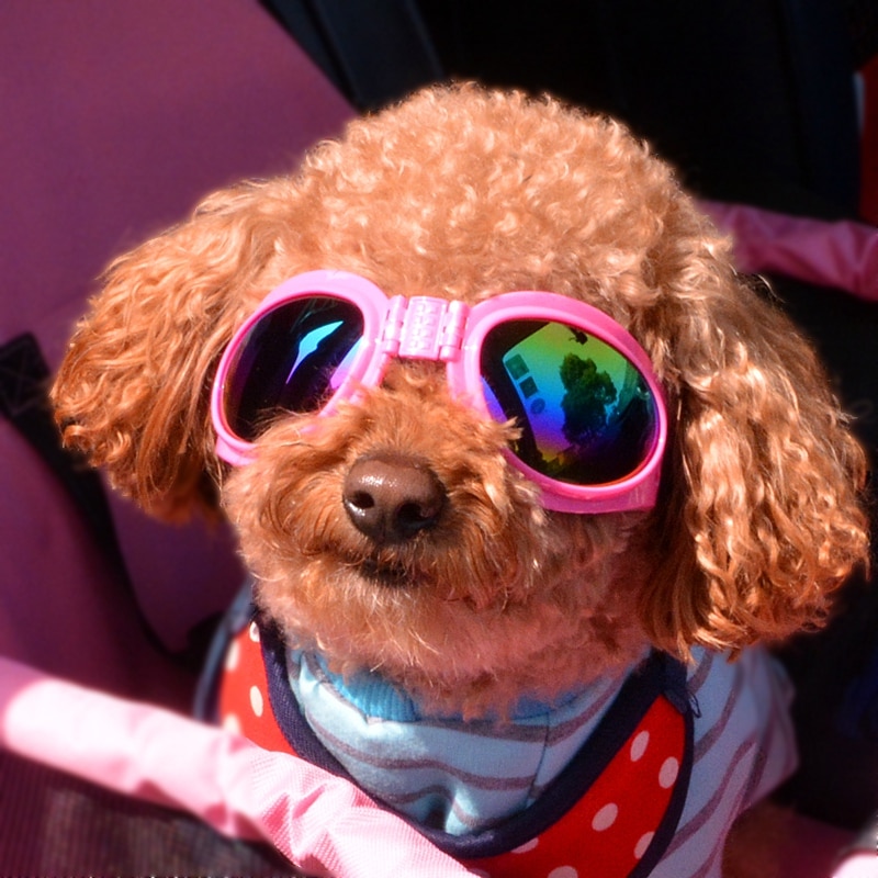 Lille stor hund plejebriller anti-sol seje kæledyr katte solbriller tilbehør til hvalpe dyr chihuahua yorkshire forsyninger
