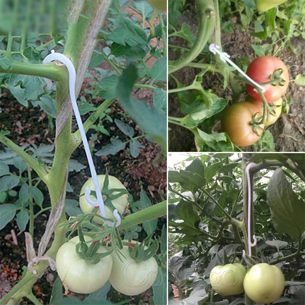 100Pcs J Vormige Fruit Cherry Tomaat Oorhaak Tuin Bloem Groente Plant Ondersteuning Tomaat Clips Trellis Voor Tuin Plant bloem