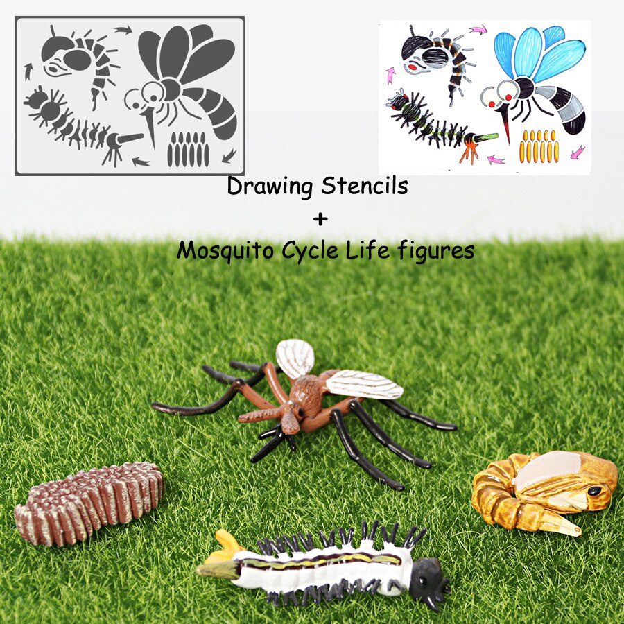 Simulation Animals Life Cycle Model Ladybug Butterfly Hen Turtle Frog Ant Figurine and Stencils Drawing Educational Toys: 1Mosquito 1Stencil