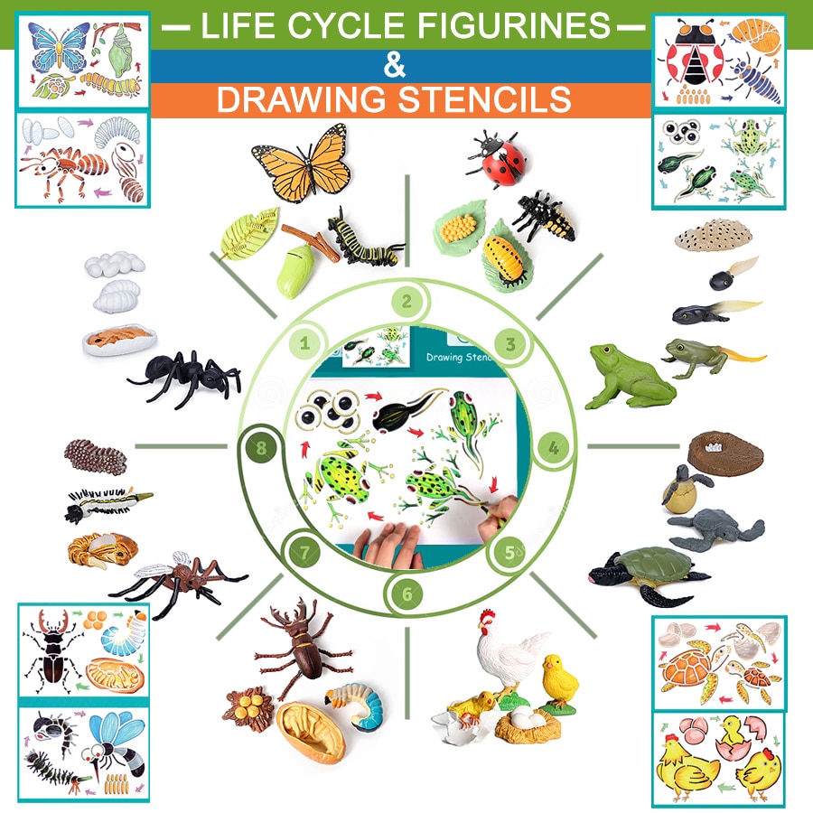 Simulation Animals Life Cycle Model Ladybug Butterfly Hen Turtle Frog Ant Figurine and Stencils Drawing Educational Toys