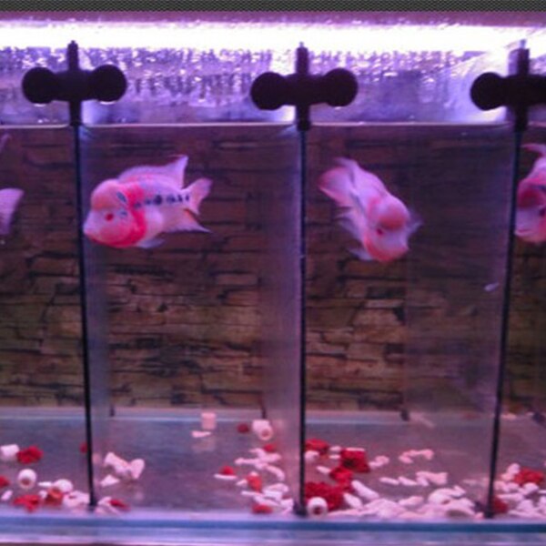 Acuario pecera plástico Clip organizador con ventosa divisor hoja titular negro 10 Uds