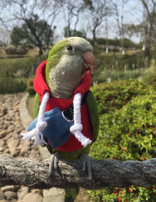 Ropa de abrigo para loros, suministros de aves, suministros de calefacción gruesa, traje volador de bolsillo, traje de una pieza, Otoño e Invierno: Azul