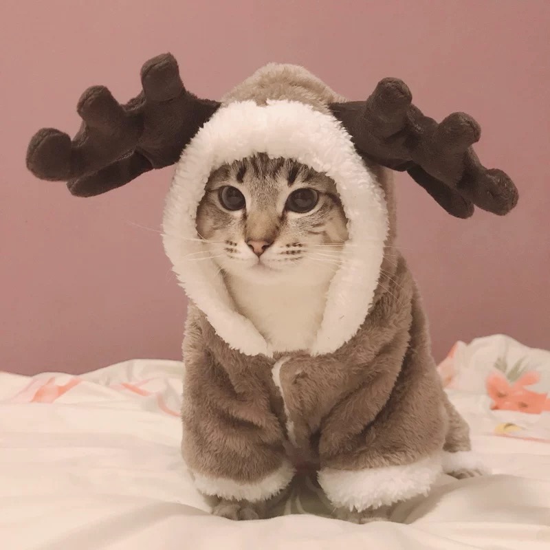 Vinterkat tøj varm fleece kæledyrsdragt til små katte killings jumpsuits tøj kattejakke kæledyr katte hundekat sjovt