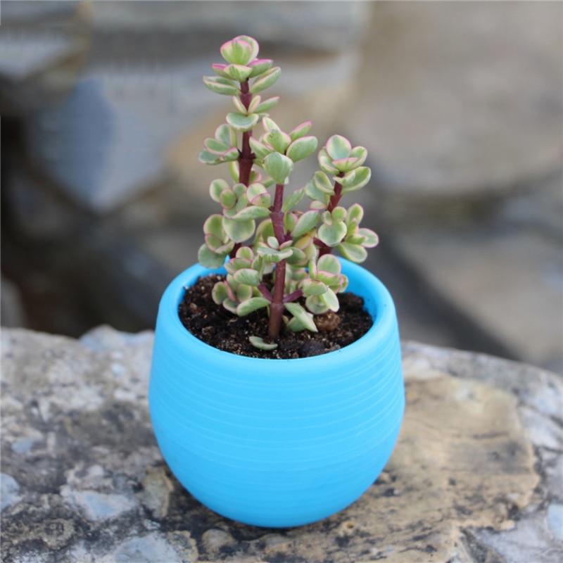 6 -farve mini-urtepotter indendørs have til kontordekoration eller sukkulente planter desktop-urtepotter hjemmetilbehør: Blå