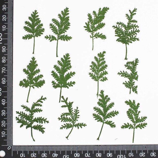 Hojas secas naturales, materiales de relleno decorativos artesanales, flores prensadas secas reales, surtido de hojas prensadas, molde artístico de resina, 12 Uds.: 02