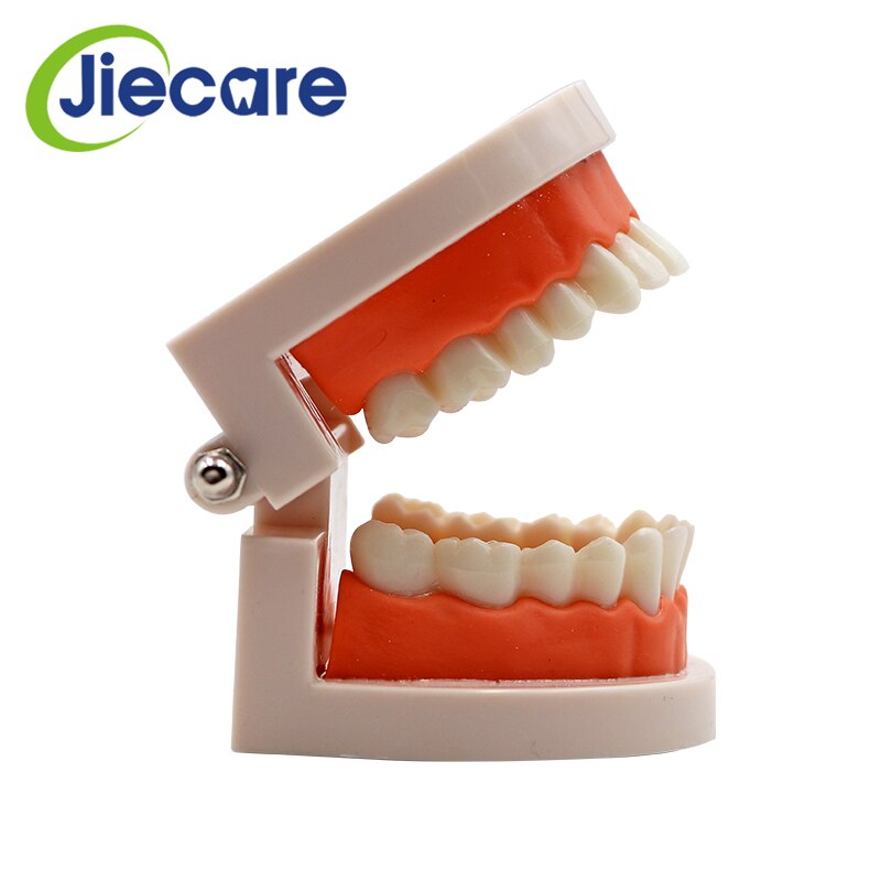 1 PC Dental Standard Teeth Model Oral Care Tooth Cleaning for Dental Teaching&amp;Practice Simulation