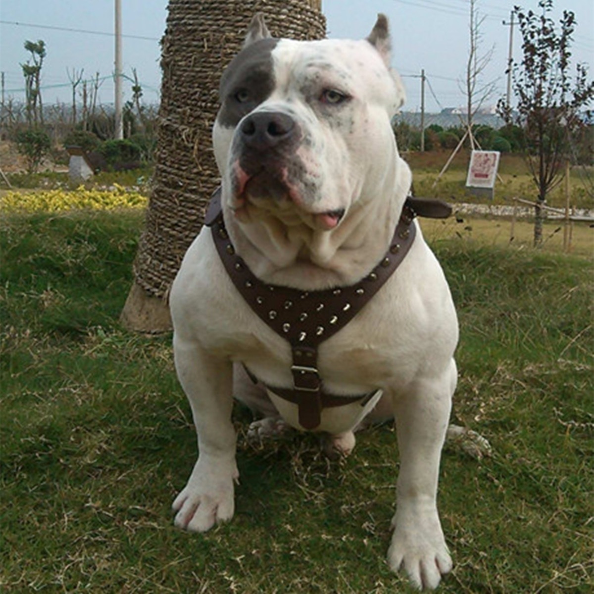 Kraag Verstelbare Spiked Studded Klinknagels Pu Leren Hond Pet Harnas Lopen Leiband Voor Pitbull Mastiff HG99