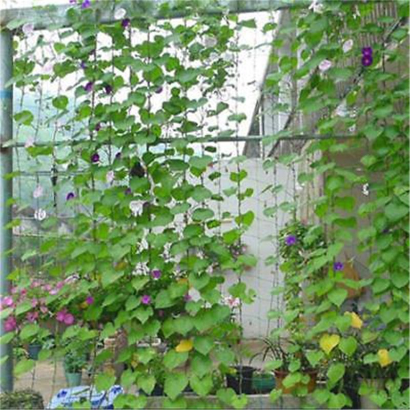 Klatrebønne plantenet vokse hegn have grøn nylon espalier netstøtte 1.8 x 1.8m