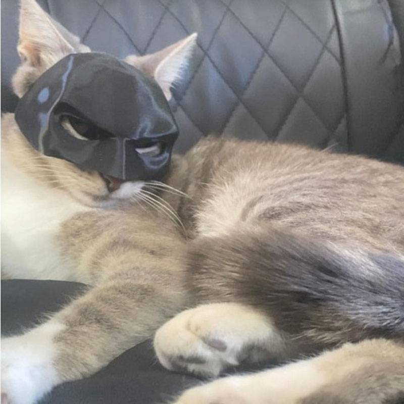 TONG Cat Bat Cool Man Mask Cat Avenger Mask Matte Cute Bat Mask Juguetes de superhéroe Cat Bat Pet