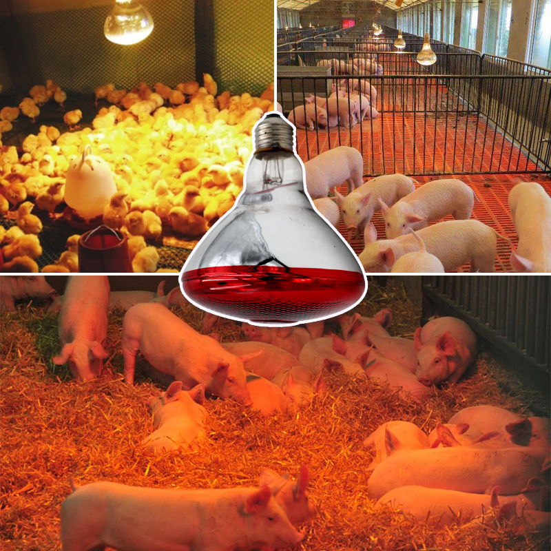 220V Heizung Lampe Birne Tier Thermal- Erhaltung Wärme Infrarot Strahl Pro Reptil Amphibie Haustier Vieh 100/150/200/275W