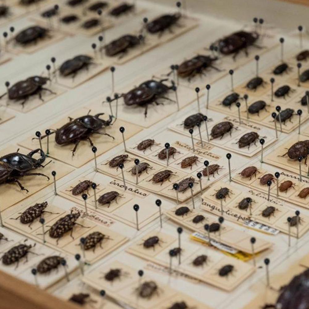 100 Pcs Insect Pins Specimen Needle Stainless Steel with Plastic Box for School Lab Entomology Body Dissection Insect Needle