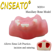 Dental Teeth Model Sinus Lift Practice Maxillary Bone Dentistry Tooth Models Dentist Teaching Demonstration Implant Simulator: Default Title