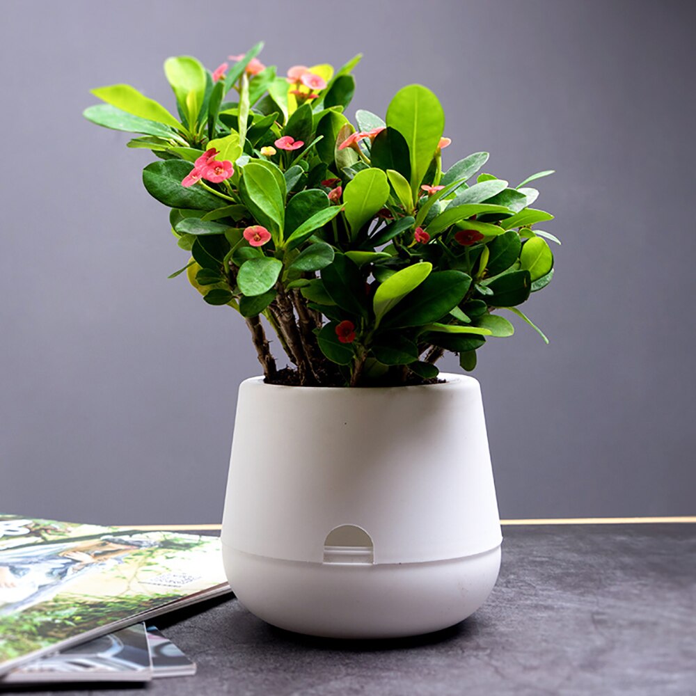White Hydroponic Flowerpot Home Office Desk Flower... – Grandado