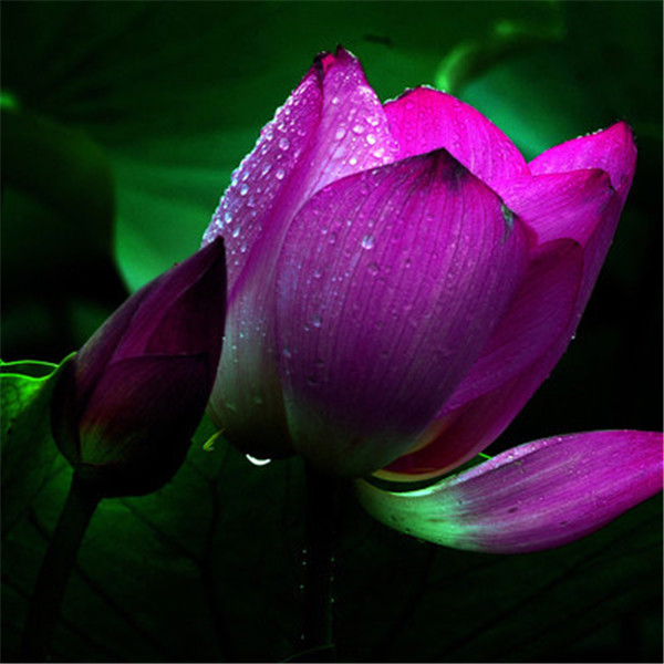 Más clics para entrar en la Planta flores fruta VIP cristal barro hidrogel suelo cristalino bonsai suelo cultivar bolas juguete de chico lotu: 5pcs-15