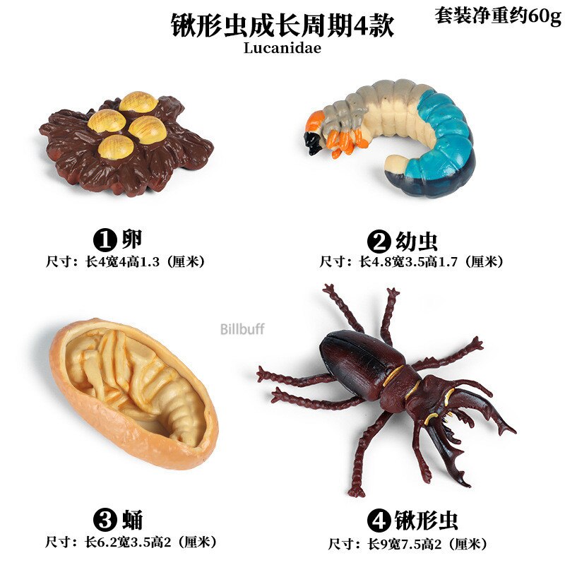 Butterfly Growth Cycle Bee Ladybug Spider Life Cycle Models Simulation Animal Model Action Figures Teaching Material For Kid: Animal Toys 9