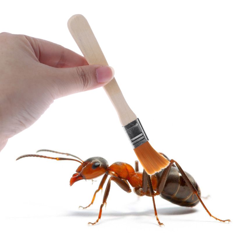 Ant Farm Cleaner Dust Remover Sweeper Ant Area Insect Bowl Nest Clean Supplies Q1JA