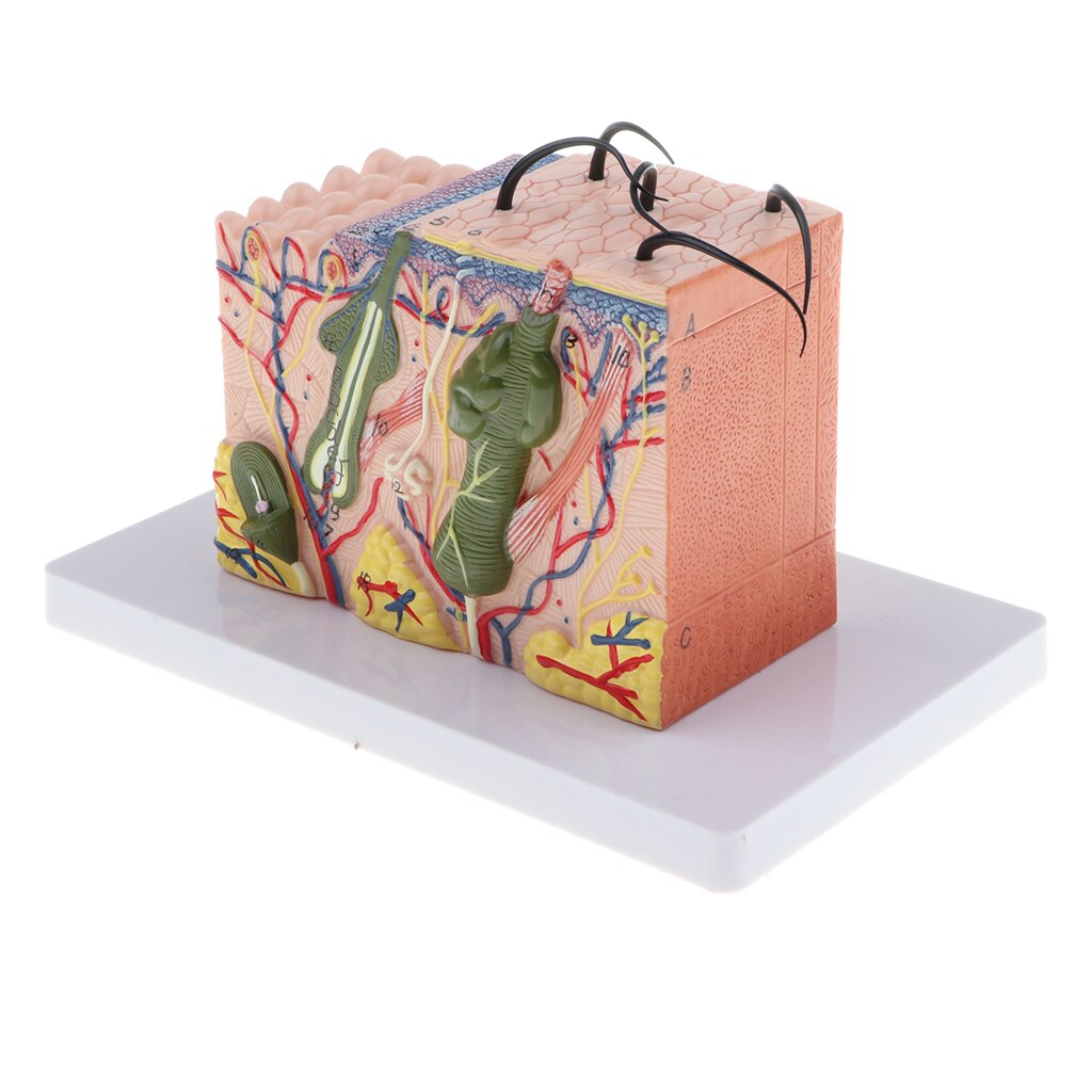35X Enlarged Simulation Human Skin Structure Model Laboratory Demonstration Equipment Science Toy