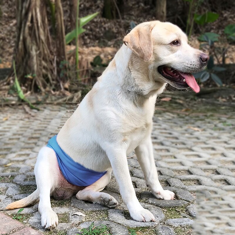 Waschbar Hund Liner Weiche Mehrweg Windel Welpen Männlich dauerhaft Hunde Windel Reinigung Werkzeug Für Kleine Mittelgroße Hunde Haustier Liefert