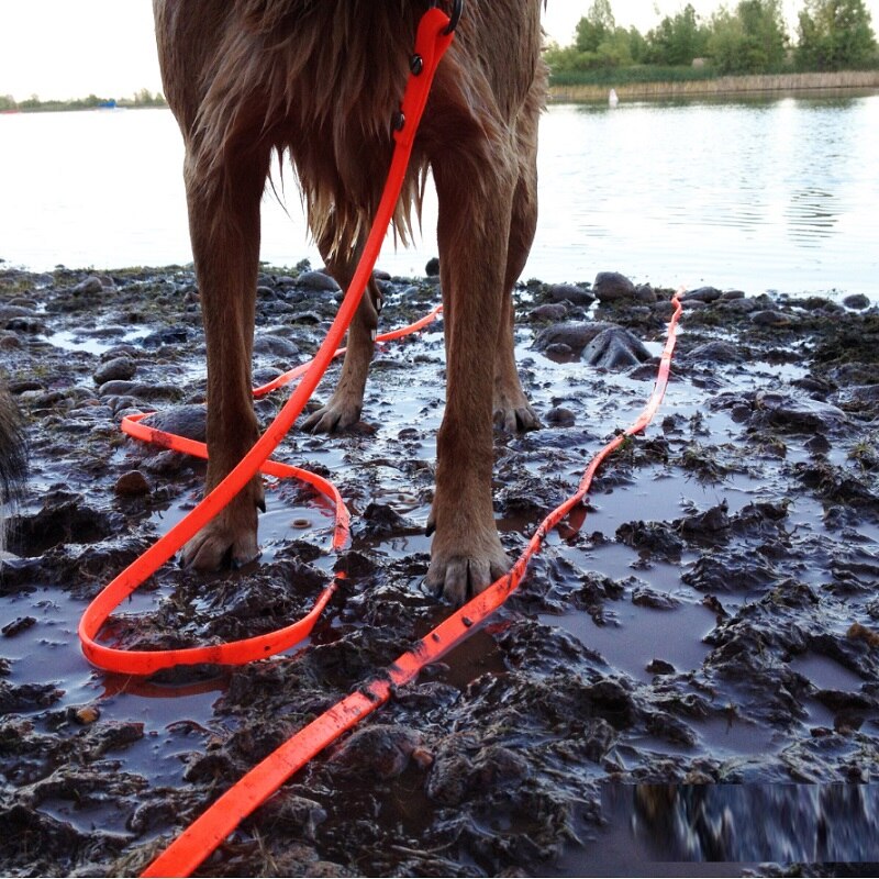 Laisse imperméable en PVC pour chien, collier pour chiot, accessoire pour chien, entraînement de rappel, suivi d'obéissance, facile à nettoyer