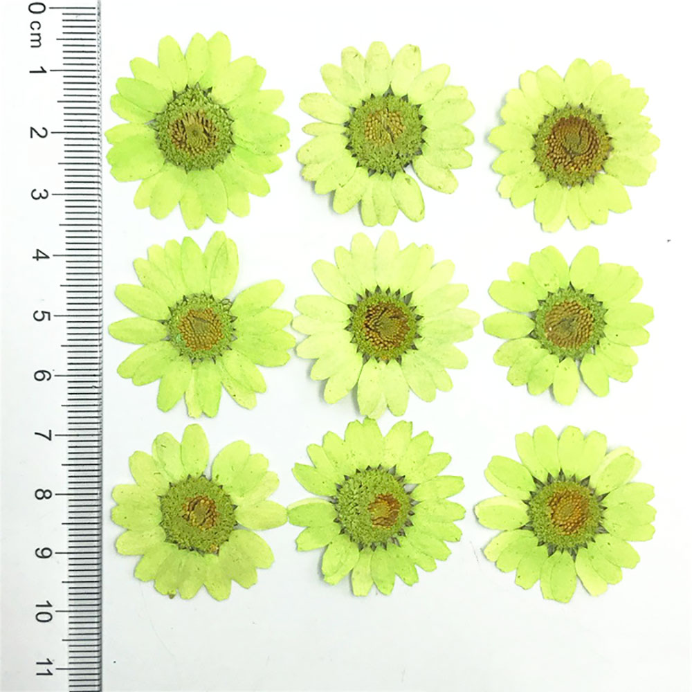 Silicone world Dried Flower Dry Plants For Epoxy Resin Pendant Necklace Jewelry Making Craft DIY Accessories UV Expoxy Flower: Blue