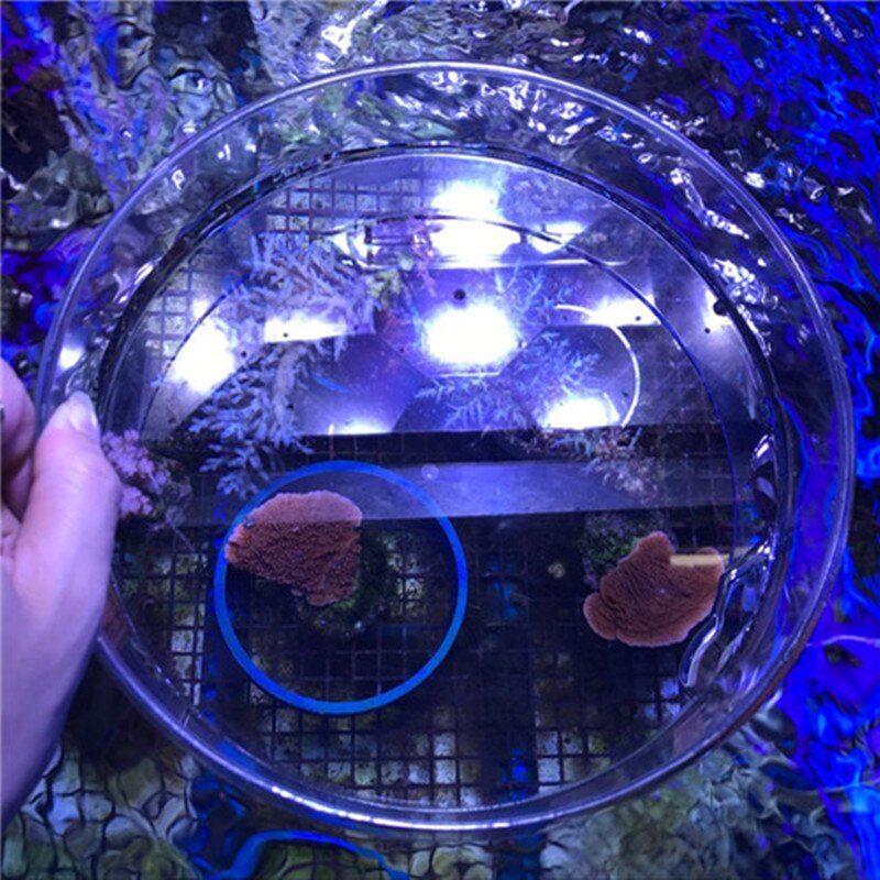 Unterwasser glas Unterseite Tafel korallen fisch beobachten linse foto Aquarium Marine Riff Panzer SPS LPS Korallen lupe
