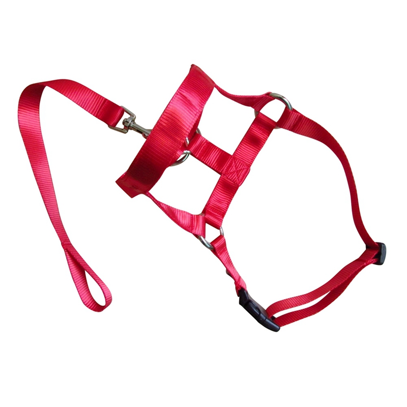 Dog Pet Dog Padded Head Collar Gentle Halter Leash Leader Stop Pulling Training Muzzles Tools: Red / L